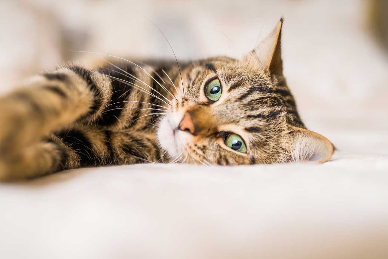 Katzenfutter für Ihre Katze