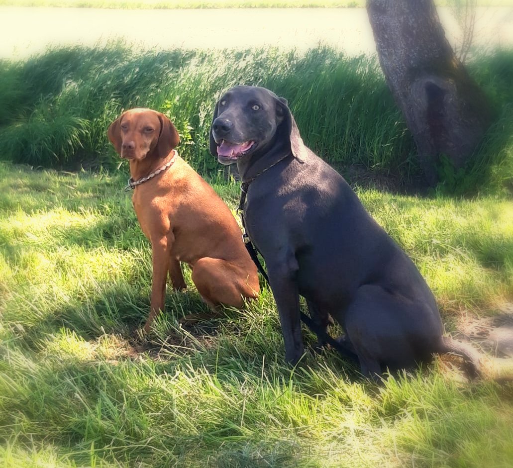 nassfutter-hunde Hunde Nassfutter von REICO